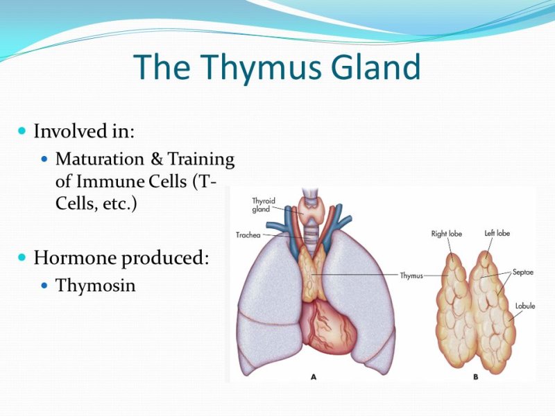 Thymus Gland