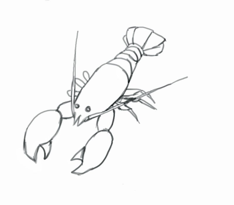 Ракообразные рисунок