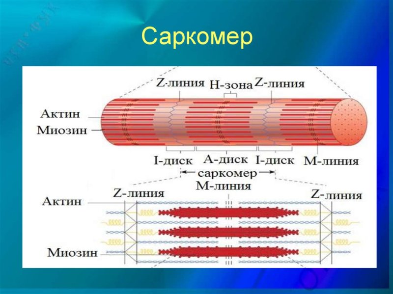 Строение мышцы структура миофибриллы и саркомера