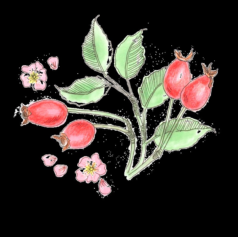 Шиповник кустарник рисунок