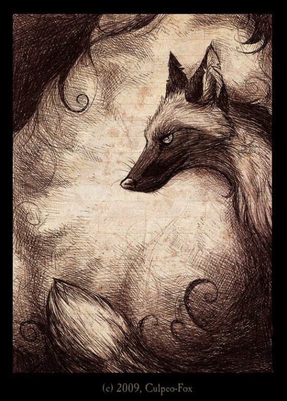 Culpeo Fox лисы