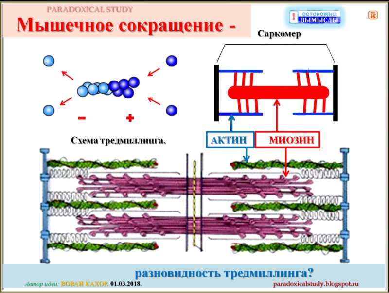 Белки мышечных волокон