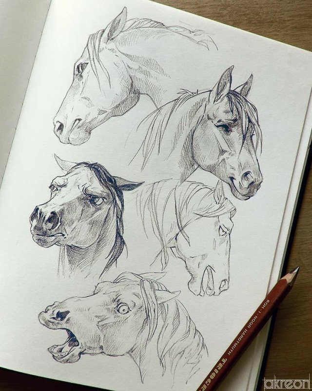 Рисунки животных карандашом