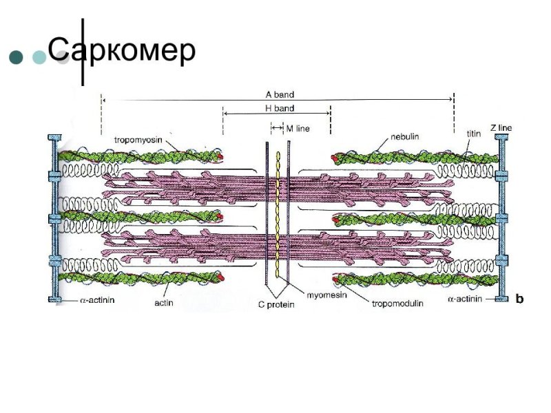 Сокращение саркомера
