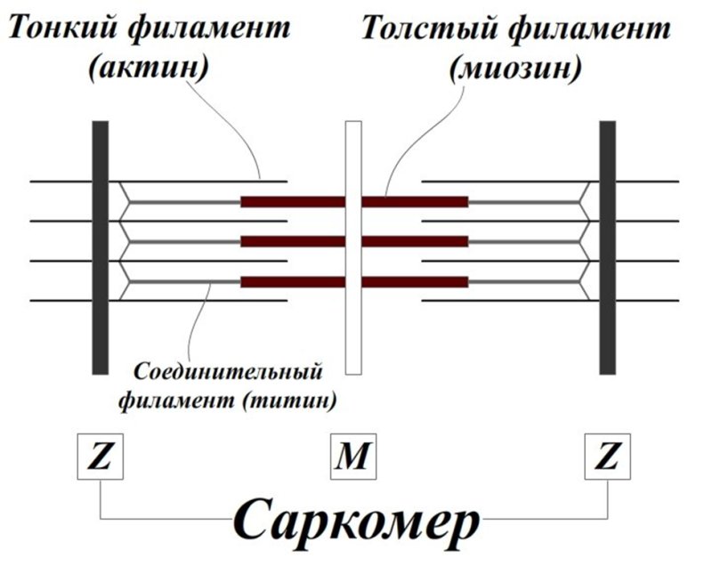 Структура саркомера физиология