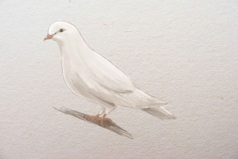 Голубь рисунок
