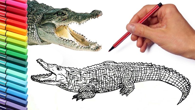 Рисование крокодил