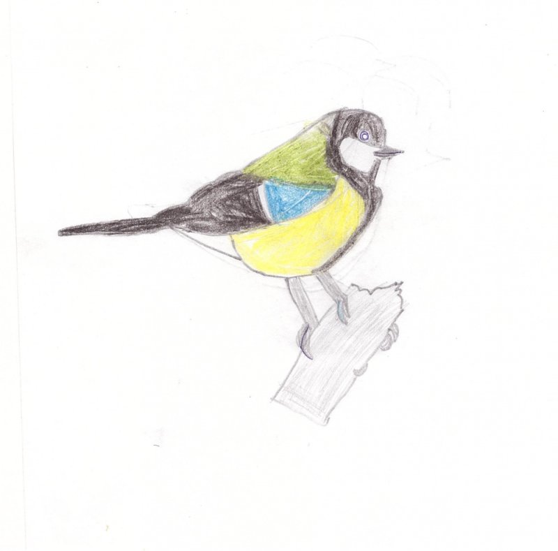 синица лазоревка рисунок