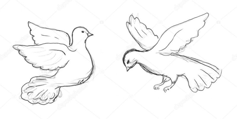Голубь рисунок карандашом