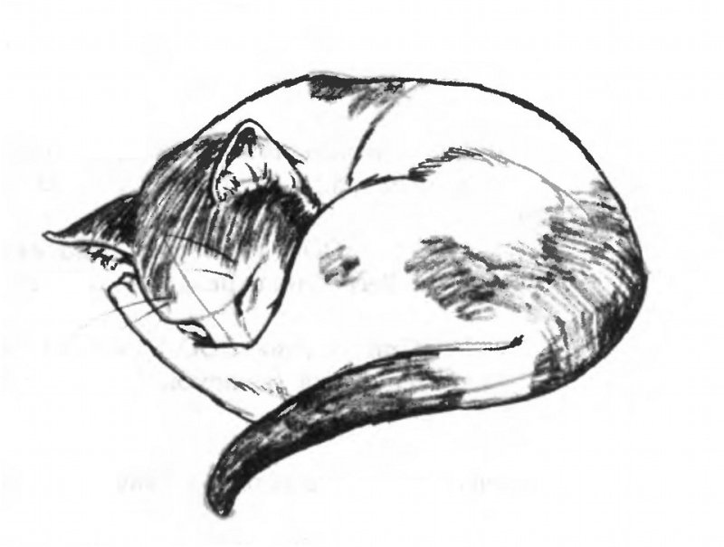 Спящий кот рисунок