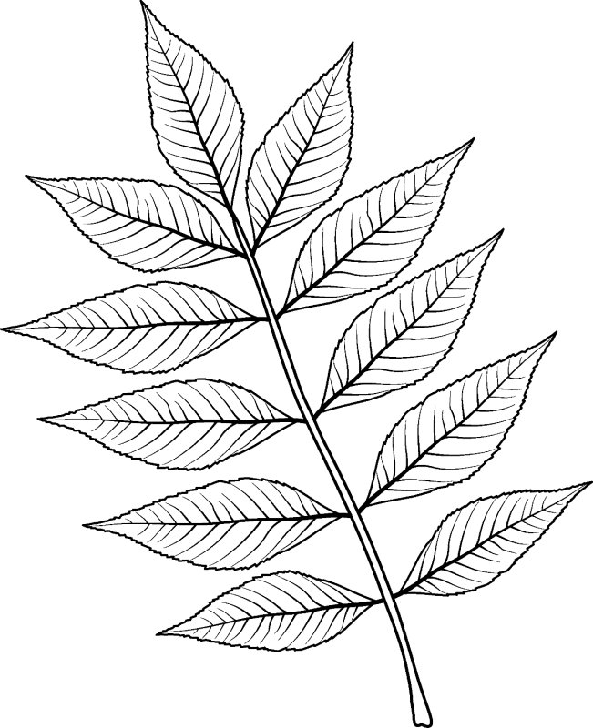 Листья раскраска