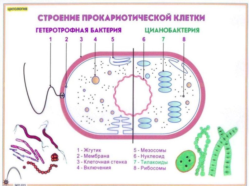 Строение прокариотической клетки цианобактерии