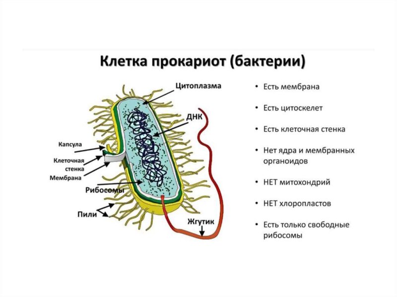 Строение клетки прокариот бактерии