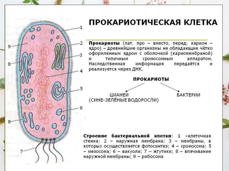 Структура строения прокариотической клетки
