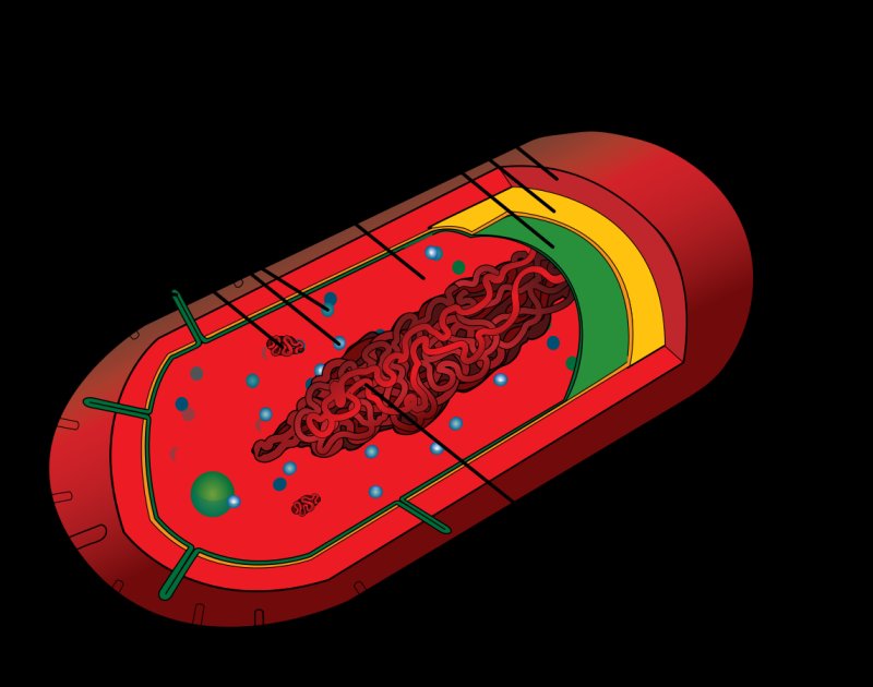Прокариотическая клетка bacteria