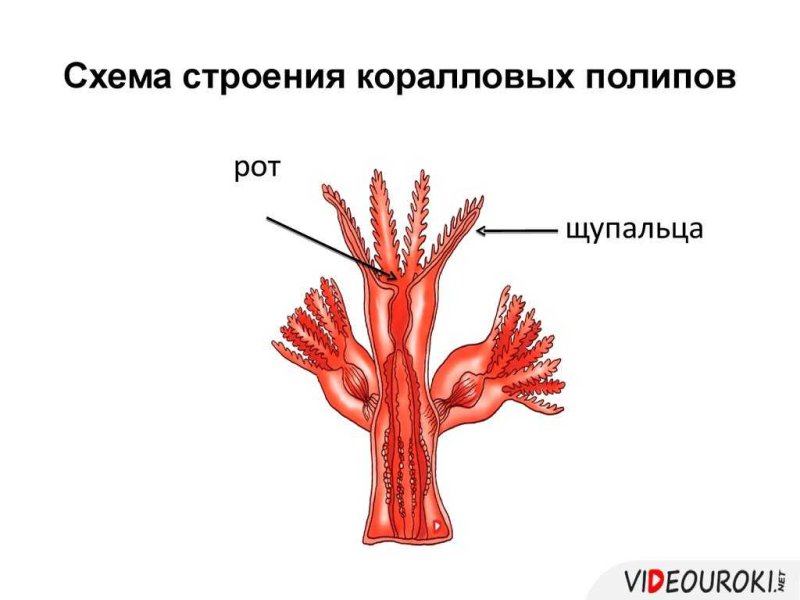 Коралловые полипы схема
