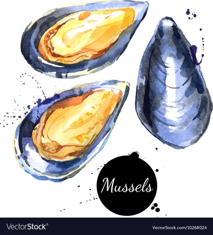 мидии акварель
