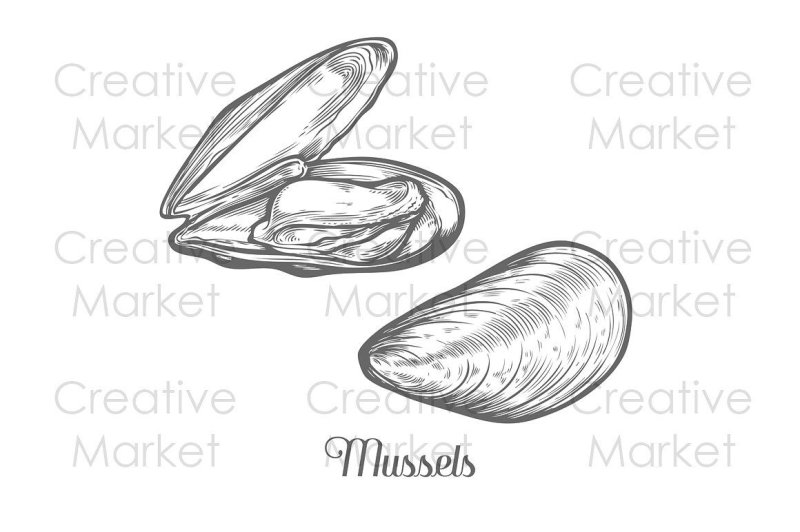 мидии рисунок