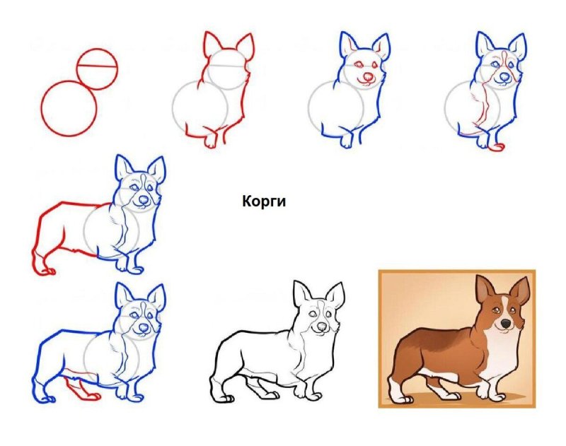 собака корги рисунок поэтапно