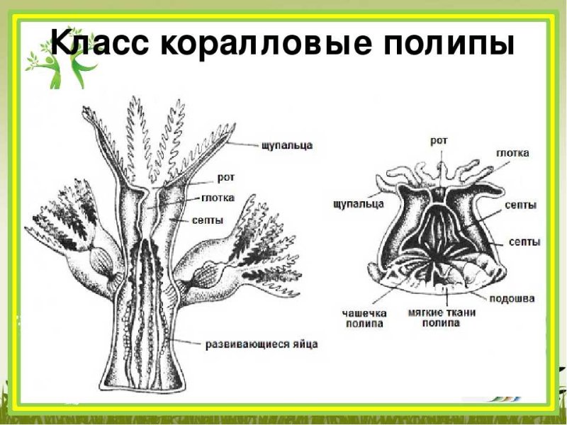 Коралловые полипы актинии строение
