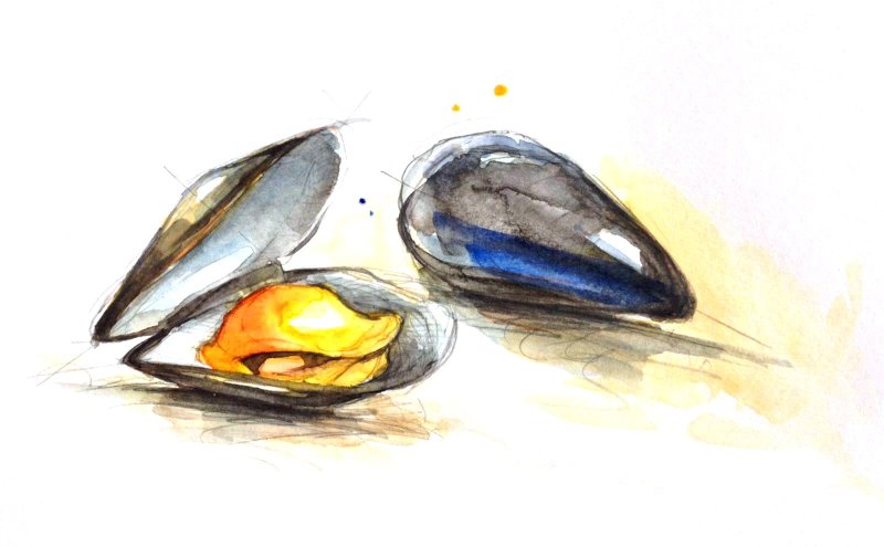 устрицы акварель