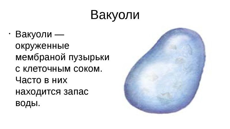 Вакуоль строение рисунок