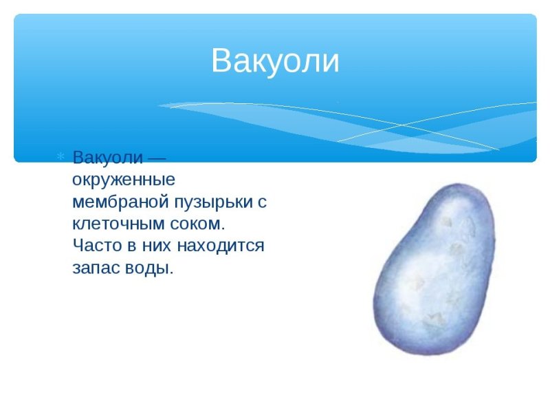 Что такое вакуоль в биологии 5 класс