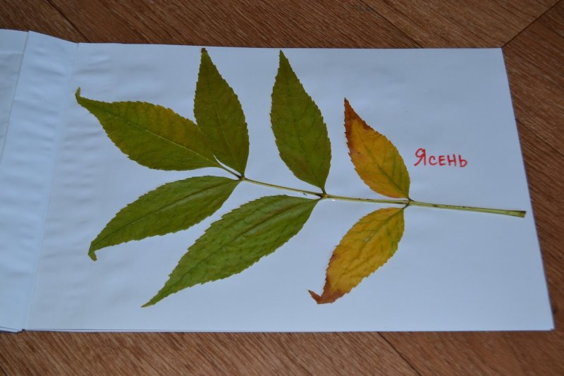 Fraxinus pennsylvanica гербарий