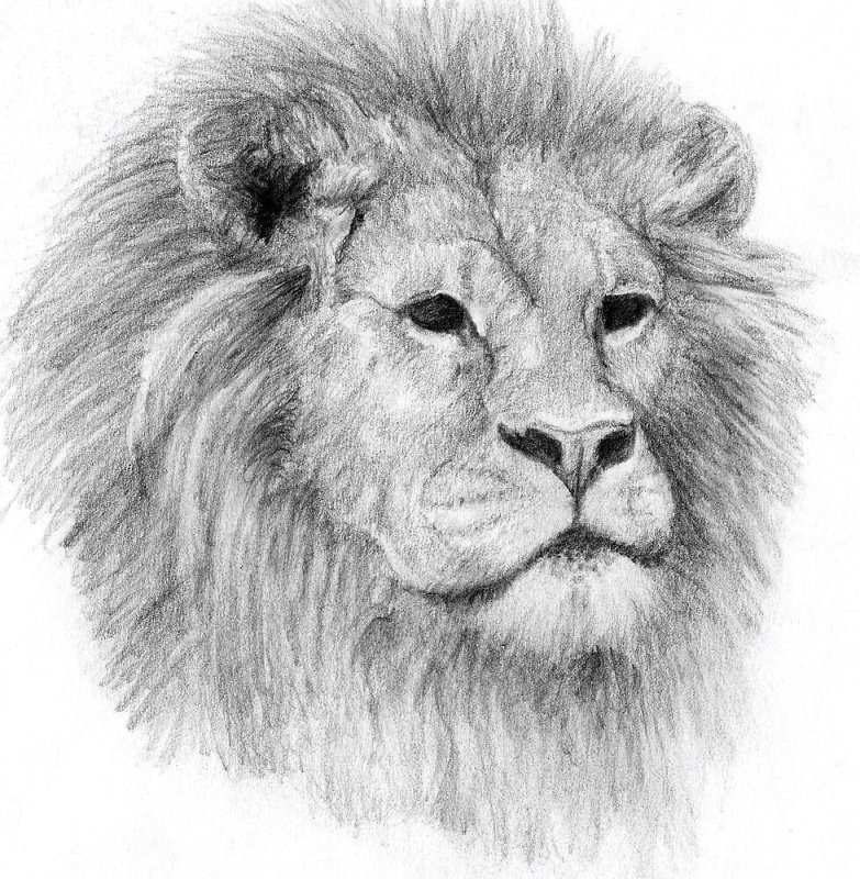 рисунки лев