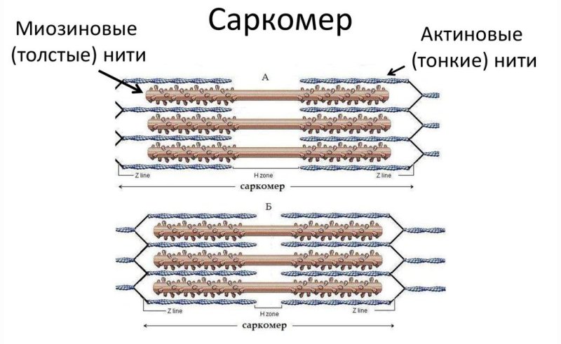 Строение мышцы структура миофибриллы и саркомера
