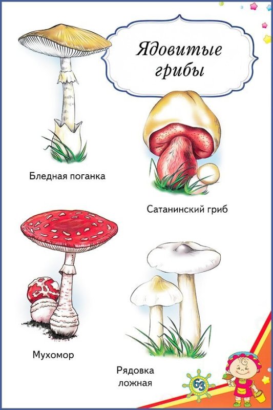 Ядовитые грибы рисунок 2 класс
