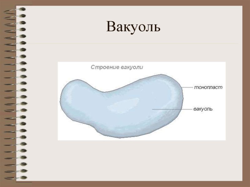 Строение вакуоли