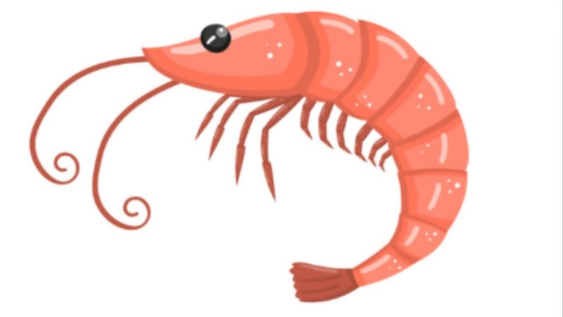 Креветка рисунок