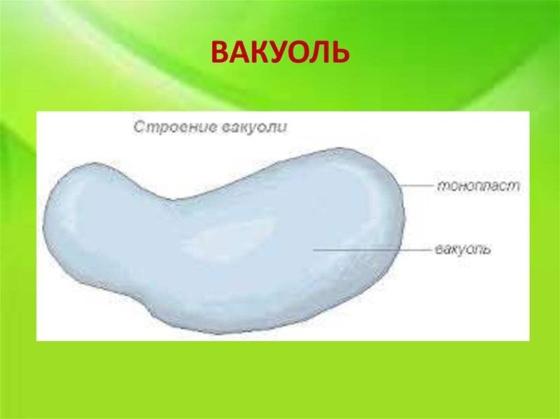 Строение органоида вакуоль