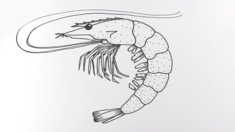 Рисунок креветки легкий