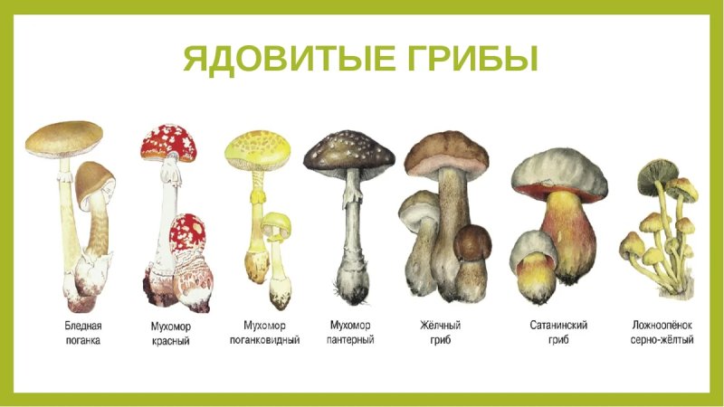 Грибы несъедобные