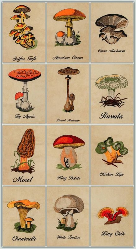 Съедобные грибы рисунки