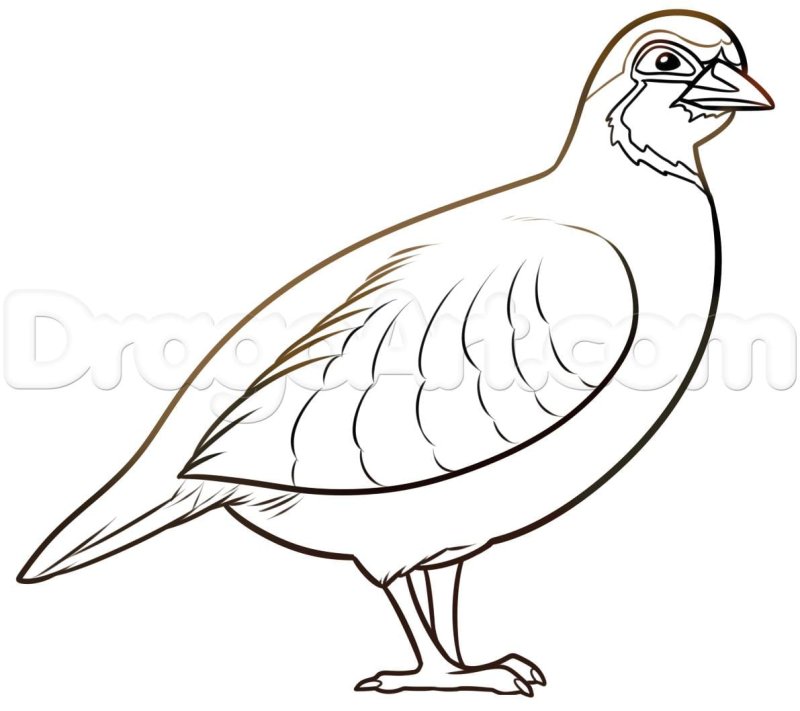 Куропатка раскраска для детей