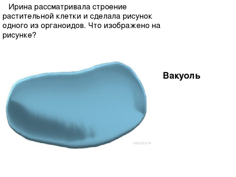 Вакуоль растительной клетки строение