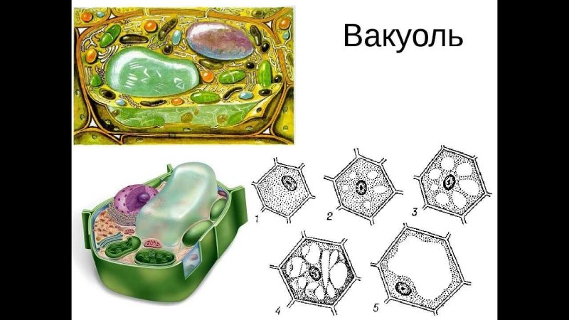 Вакуоль клетки грибов