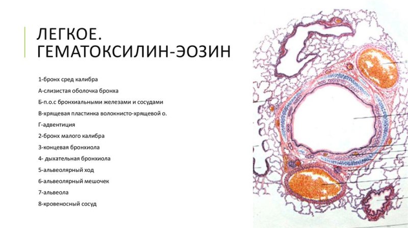 Лёгкое препарат гистология