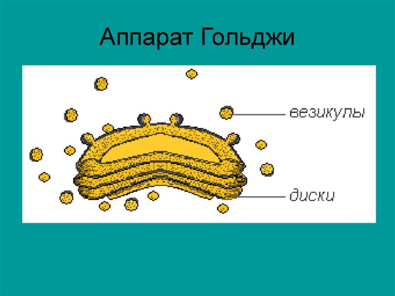 Комплекс Гольджи рисунок легкий