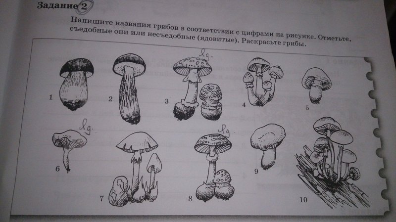 Задание съедобные и несъедобные грибы