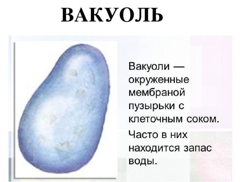 Как выглядят вакуоли в клетке