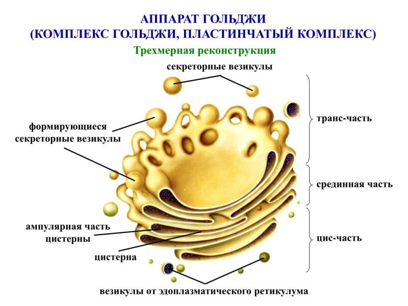 Аппарат Гольджи функции 5 класс