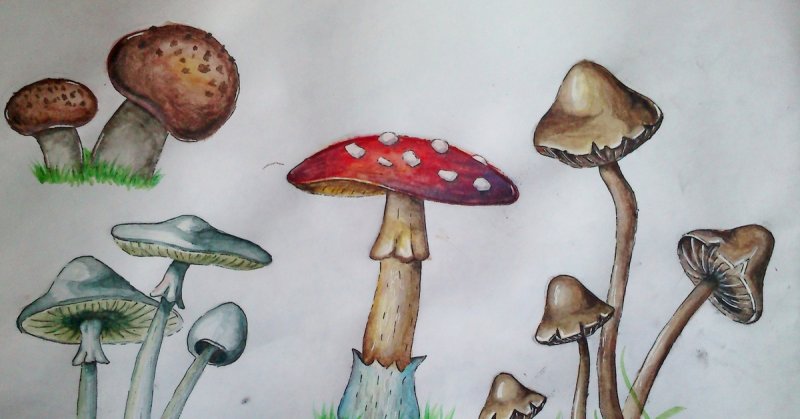 Рисунки ядовитых грибов