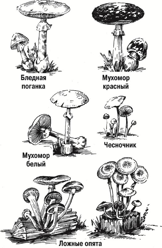 Раскраска бледная поганка гриб