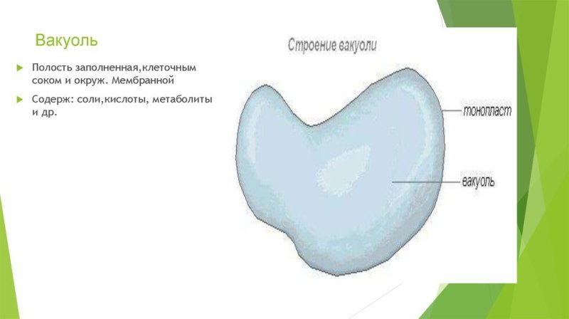 Вакуоль строение рисунок