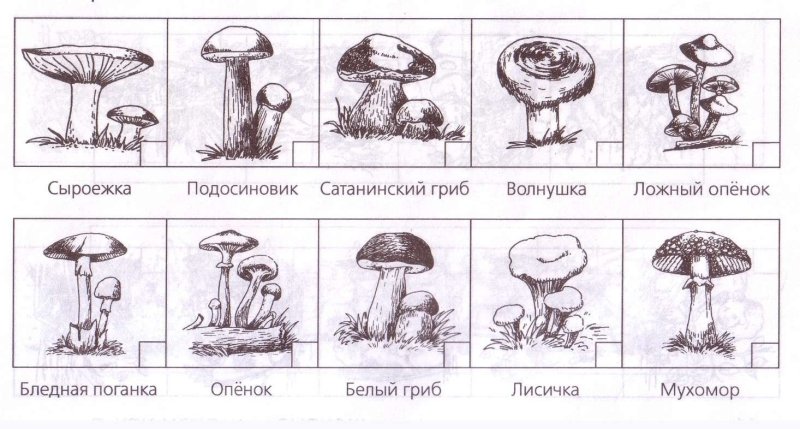 Рисунки несъедобных грибов с названиями
