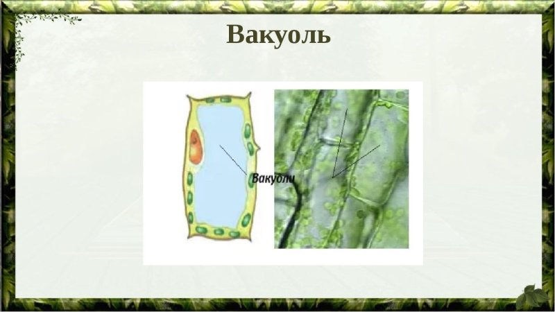Вакуоль строение